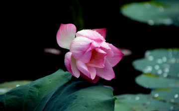 Картинка цветы лотосы лист лотос капли