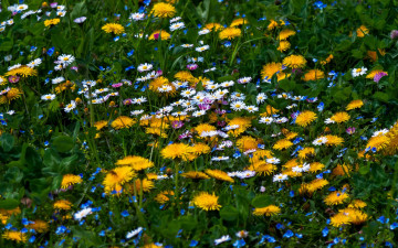 Картинка цветы луговые+ полевые +цветы луг ромашки одуванчики незабудки