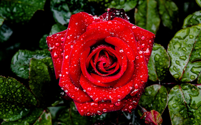Обои картинки фото цветы, розы, красная, роза, бутон, макро, капли