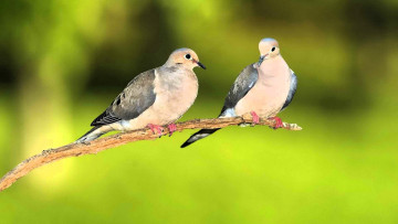 Картинка животные голуби горлицы пара ветка