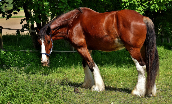 Обои картинки фото животные, лошади, конь, гнедой, лужайка