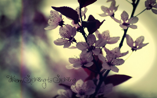 Обои картинки фото цветы, цветущие деревья ,  кустарники, ветка, весна, цветение