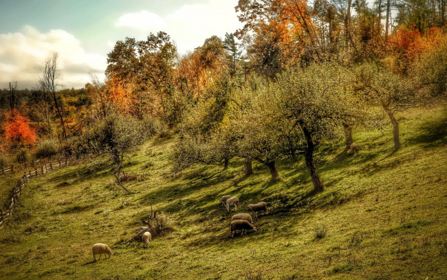 Обои картинки фото животные, овцы,  бараны, склон, осень, деревья, забор
