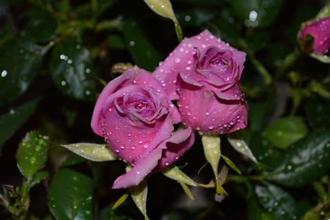 Обои картинки фото цветы, розы, розовые, бутоны, капли, дуэт