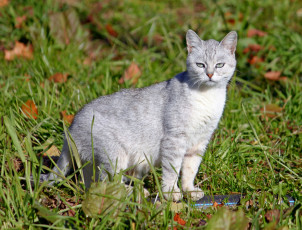 Картинка животные коты кошка кот трава