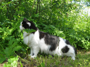 Картинка животные коты кот кошка кусты листва