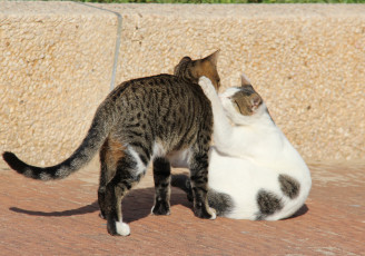 Картинка животные коты кот кошка игра дружба