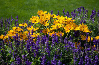 Картинка цветы разные вместе желтый фиолетовый