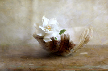 Картинка цветы гардения текстура ракушка белый