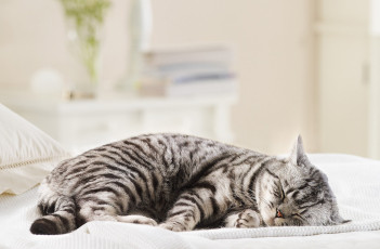 Картинка животные коты кошка кот сон