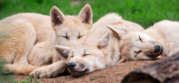 Картинка животные волки малыши сон отдых