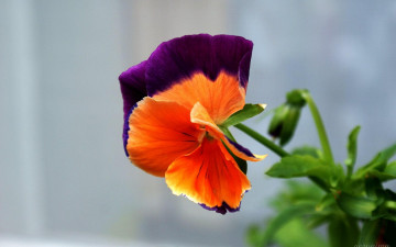 Картинка цветы анютины глазки садовые фиалки двухцветный