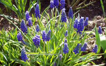 Картинка мускари цветы гиацинты синие