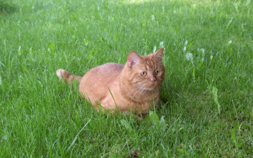 Картинка животные коты рыжий кот трава