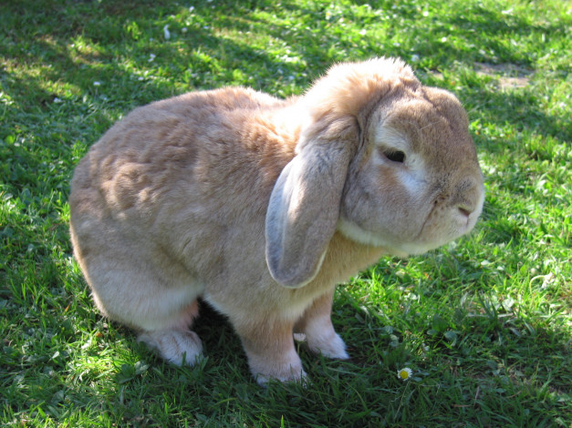 Обои картинки фото животные, кролики, зайцы, трава, пушистик