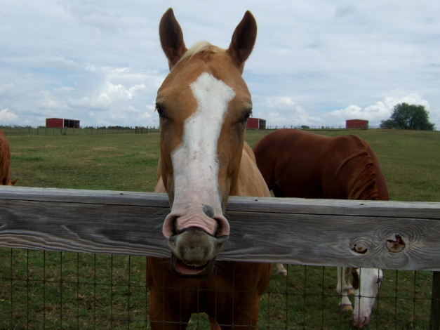 Обои картинки фото животные, лошади, забор