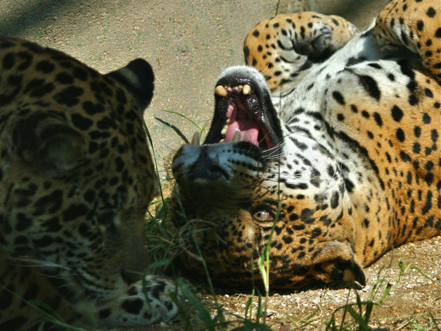 Обои картинки фото животные, Ягуары, ягуар, оскал