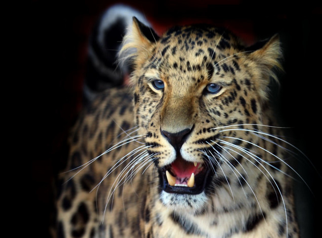 Обои картинки фото животные, леопарды, взгляд, красиво, оскал, пушистый, леопард, усы, тёмный, фон