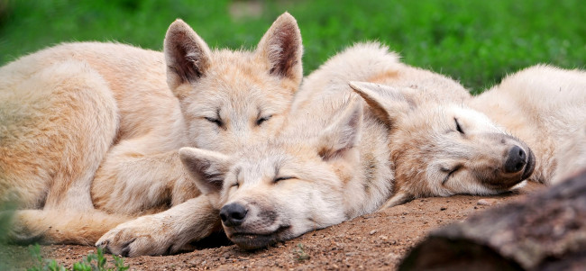 Обои картинки фото животные, волки, малыши, сон, отдых