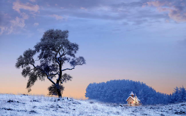 Обои картинки фото природа, деревья, зима