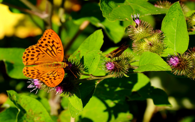 Обои картинки фото животные, бабочки, листья
