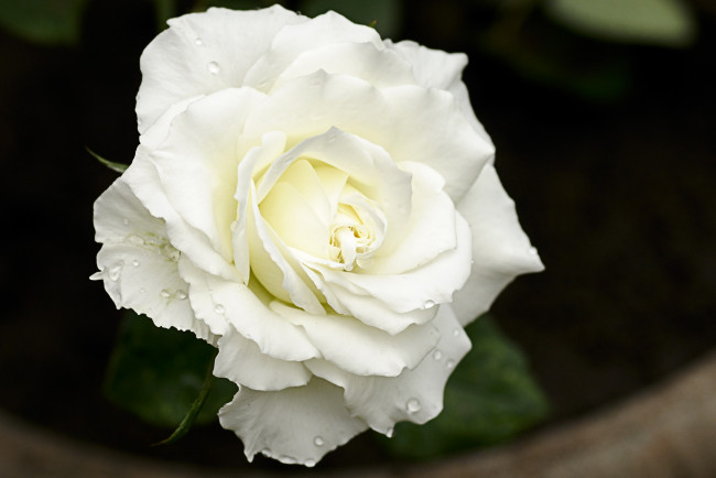 Обои картинки фото цветы, розы, капли, белая