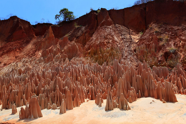Обои картинки фото red, tsingy, мадагаскар, природа, горы, деревья, скалы