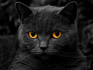 Картинка животные коты кот уши глаза