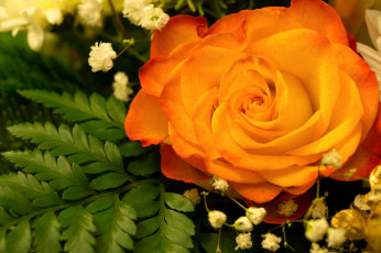 Картинка цветы розы оранжевый