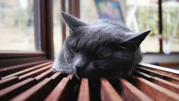Картинка so lazy животные коты окно ленивый решетка серый кот