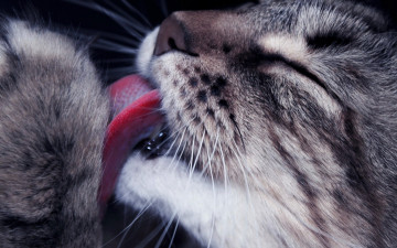 Картинка умывание животные коты кот полосатый язык