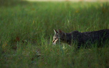 Картинка животные коты кошка трава охота
