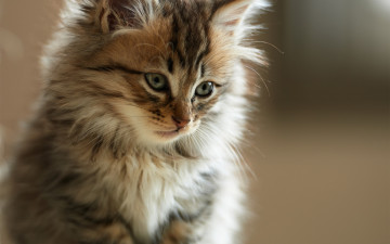 Картинка животные коты морда кот мех пушистый
