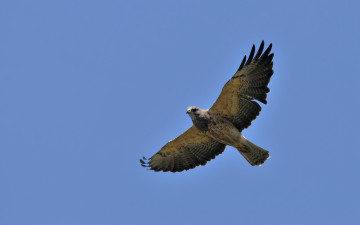 Картинка животные птицы хищники ястреб птица полет небо крылья