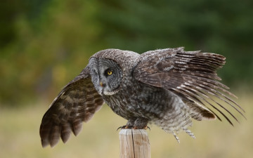 обоя животные, совы, столб, крылья, great, gray, owl, птица, сова