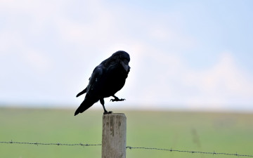 Картинка животные вороны грачи галки колючая ворон птица столб черный проволка