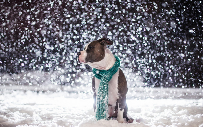 Обои картинки фото животные, собаки, снег, друг, собака
