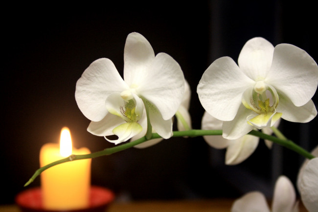 Обои картинки фото цветы, орхидеи, белый, свеча