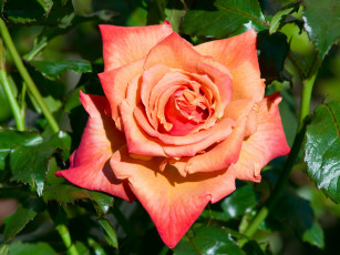 Картинка цветы розы бутон макро роза