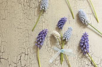 Картинка цветы гиацинты мускари мышиный гиацинт гадючий лук