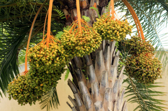 Картинка природа плоды пальма финики
