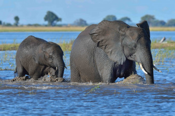 Картинка животные слоны вода