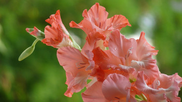 Картинка цветы гладиолусы макро шпажник гладиолус