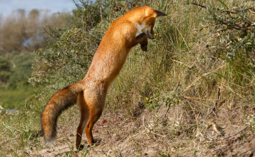 Картинка животные лисы охота стойка лисичка