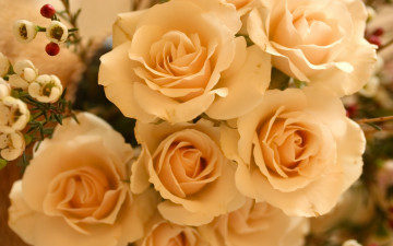 Картинка цветы розы бутоны жёлтые
