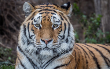 Картинка животные тигры дикая кошка взгляд морда амурский тигр