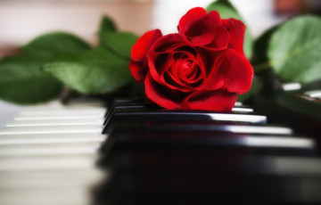 Картинка цветы розы пианино красный