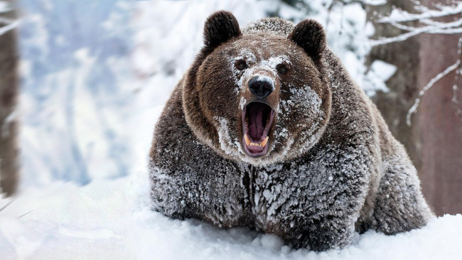 Обои картинки фото животные, медведи, снег, лес