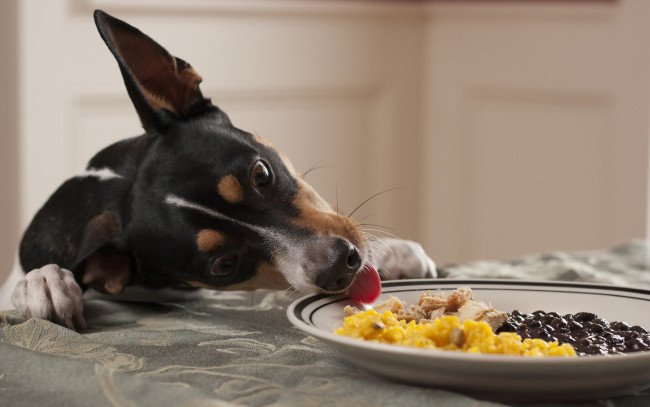 Обои картинки фото животные, собаки, еда, тарелка, собака
