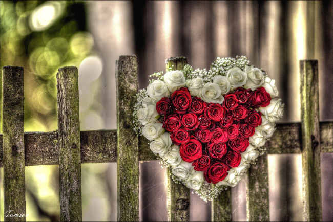 Обои картинки фото цветы, розы, сердце